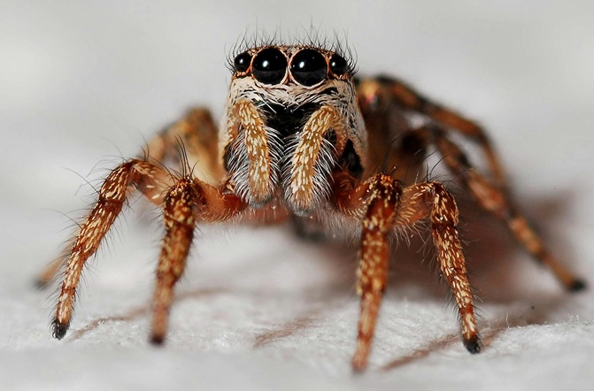 Professional Spider Control Service
